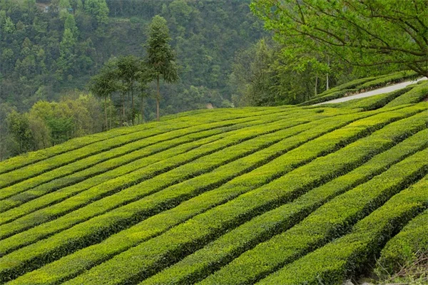 青い観葉植物8選：私が実際に育ててわかった育て方のコツ