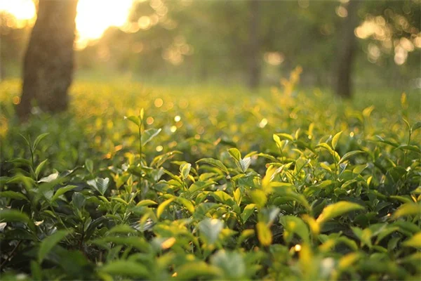観賞用グラスを植える前に知っておきたい3つの失敗