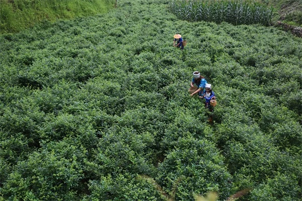 バラの植え付け時期、ベストシーズンはいつ？