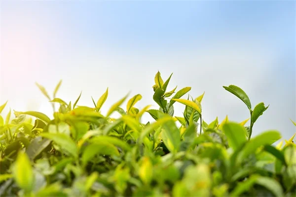 地球温暖化が有害藻類の大量発生を加速する5つの原因とは？