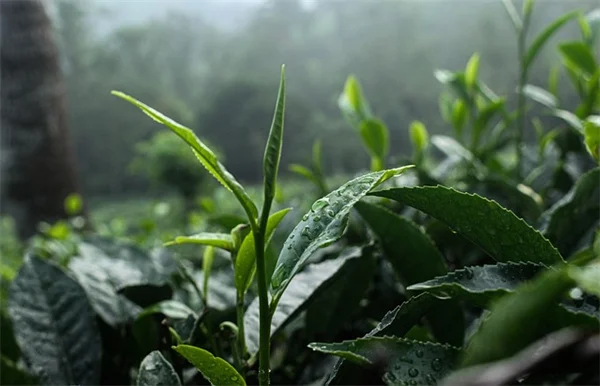 【2026年トレンド】暗い植物の育て方と選び方