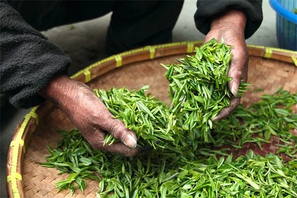 冬の庭を彩るカラフルな針葉樹 私が実際に植えてわかった選び方と育て方
