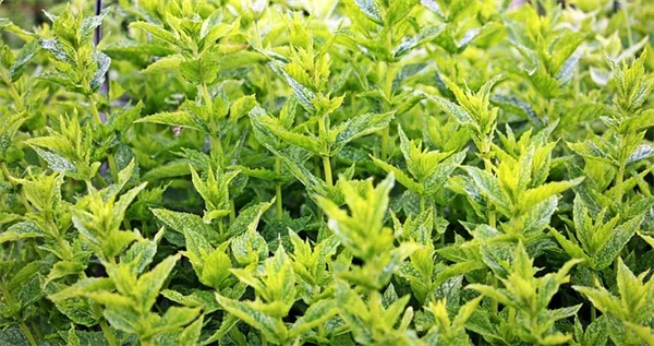 割れた鉢を捨てるのはもったいない！倒花盆の作り方とおすすめ植物